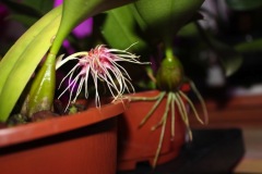 Bulbophyllum-07