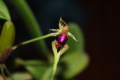 Bulbophyllum-09