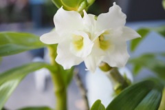 10_Dendrobium-Nobile-fiore