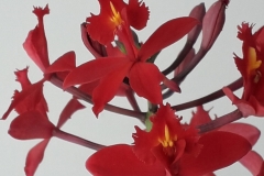 23 Epidendrum radicans