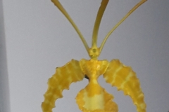 34 Psychopsis mariposa Kalihi alba