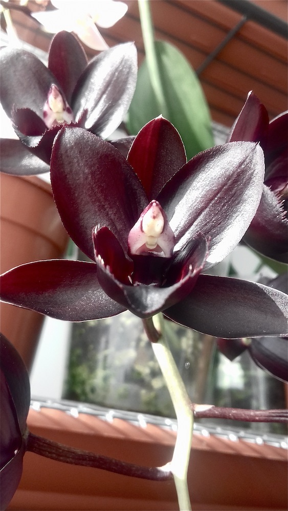 FREDCLARKEARA AFTER DARK – L' ORCHIDEA NERA ! (scheda di coltivazione) –  Orchidee in casa