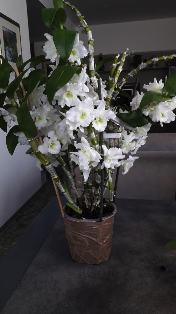 Acquistare Dendrobium Bianca - Orchidea Bambù 